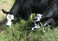 Cows Eat diffuse knapweed in pasture