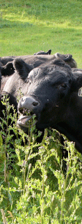 MT cow eats Canada thistle