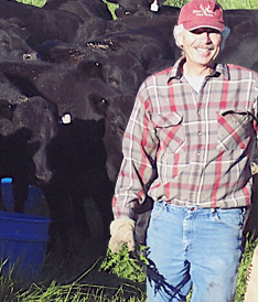 Ray Beck Training His Heifers