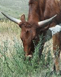 eating knapweed in pasture