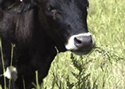 eating canada thistle